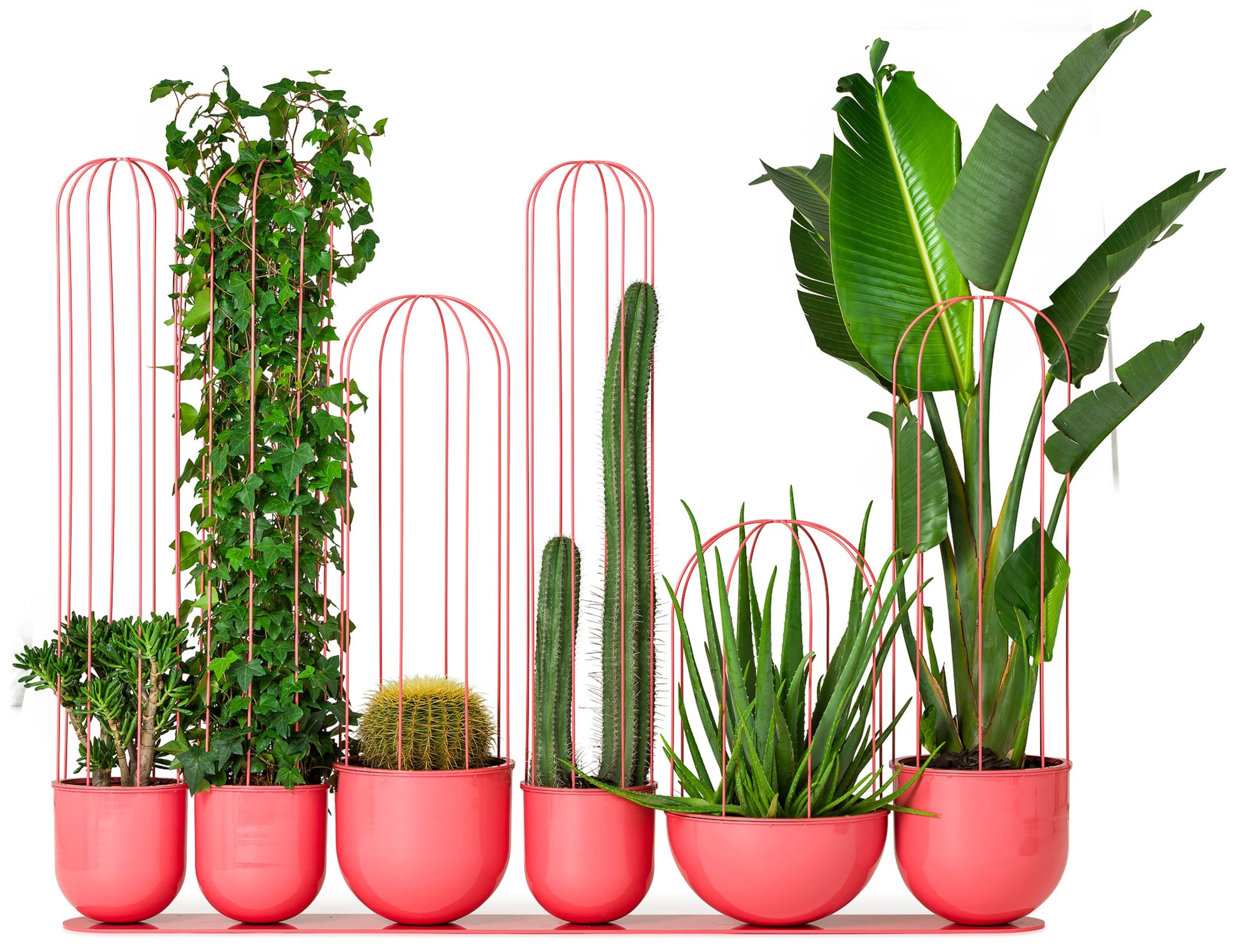 Cacti