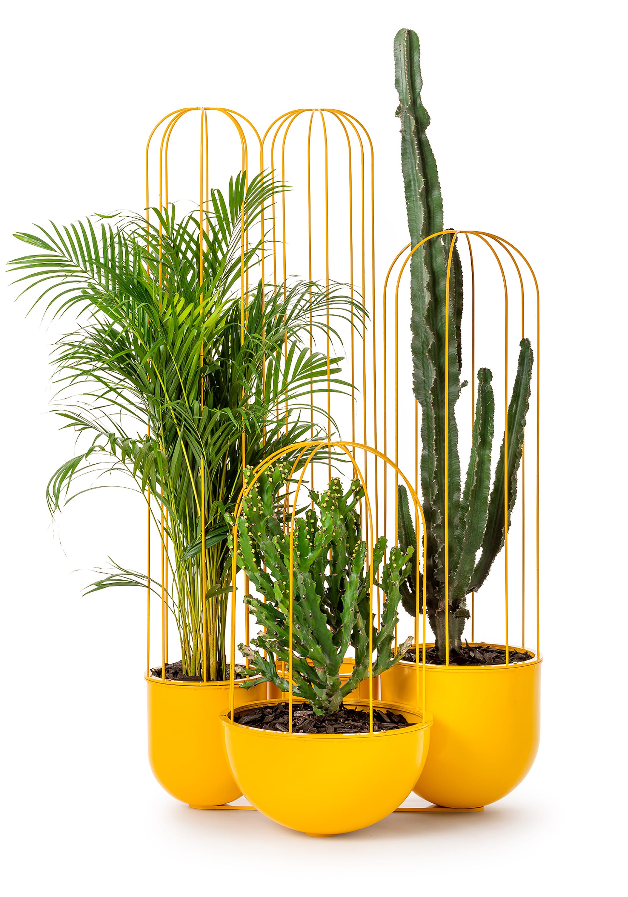 Cacti