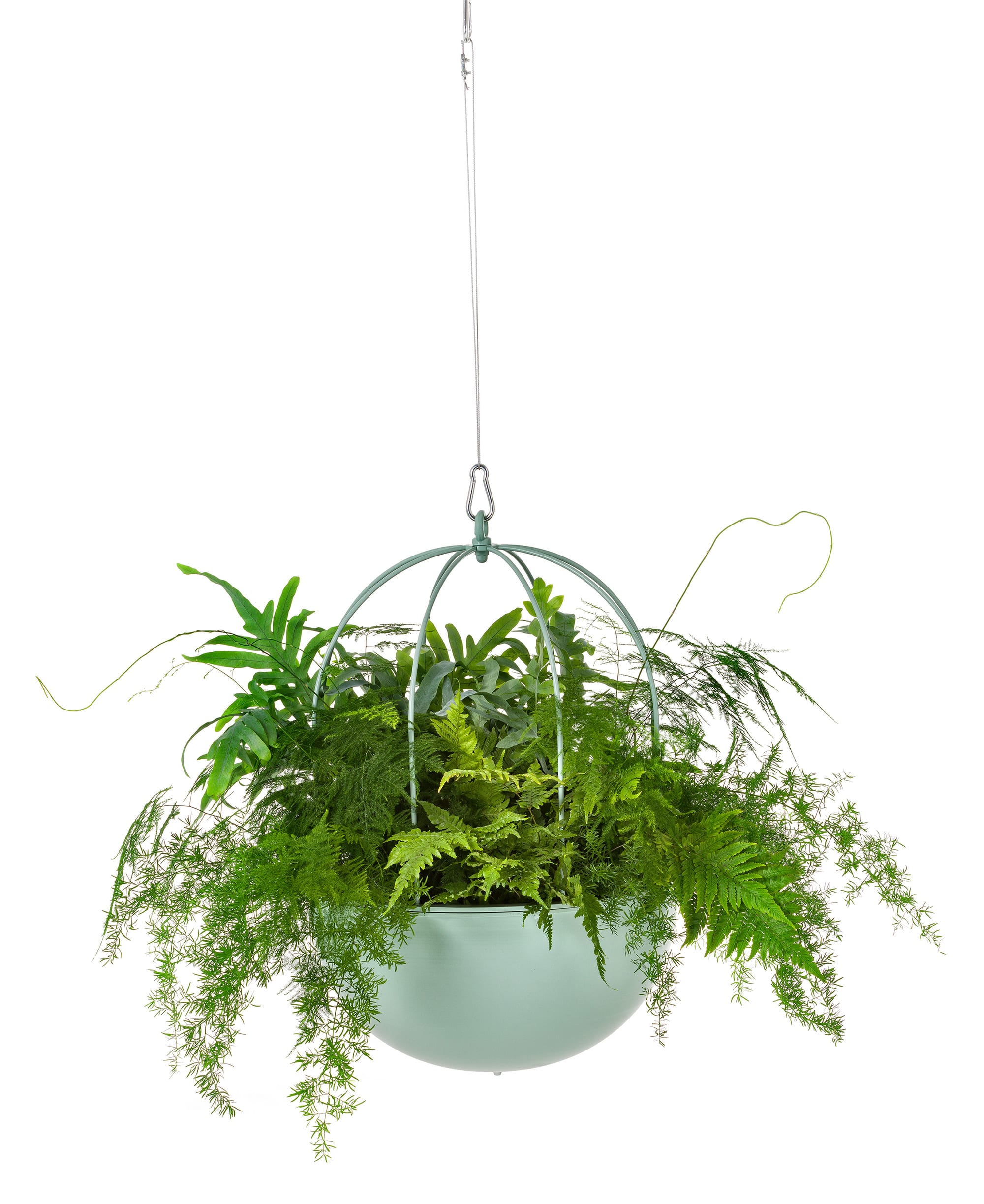 Cacti Hanging