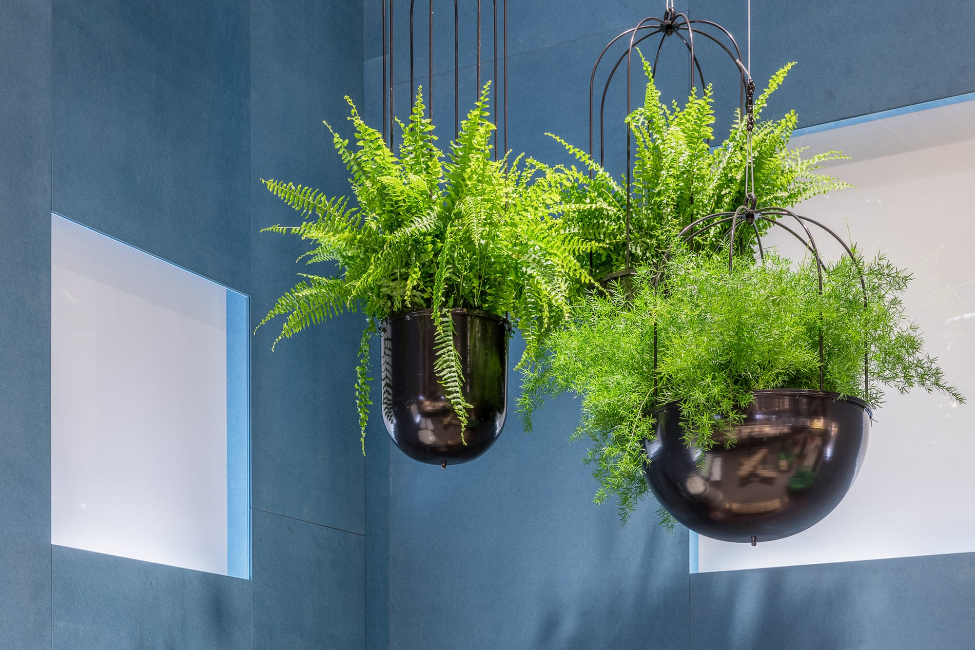 Cacti Hanging