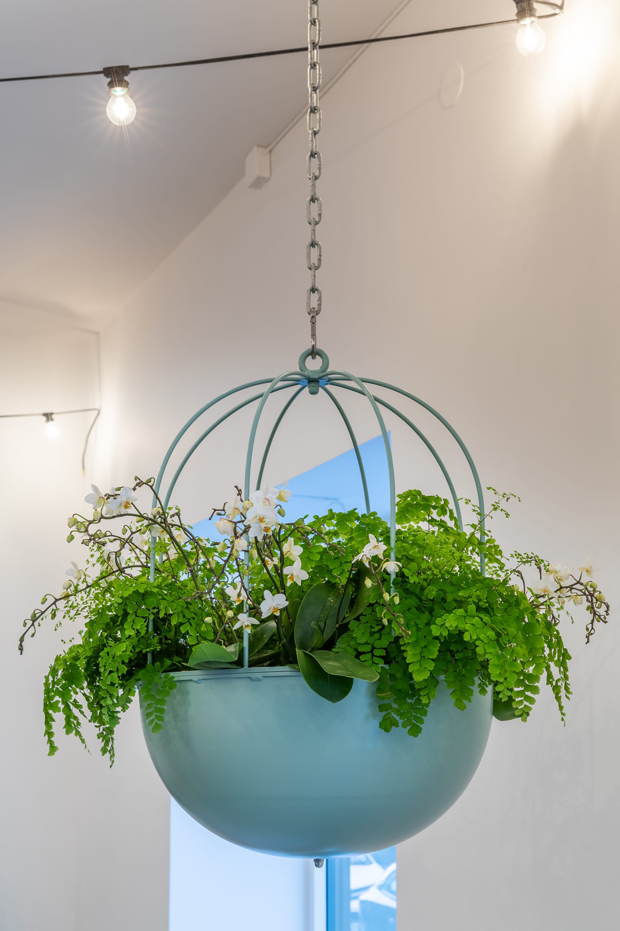Cacti Hanging
